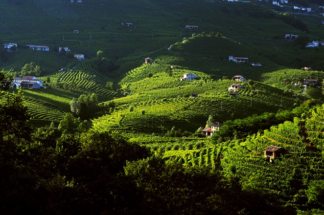 Bisol - vùng trồng rượu