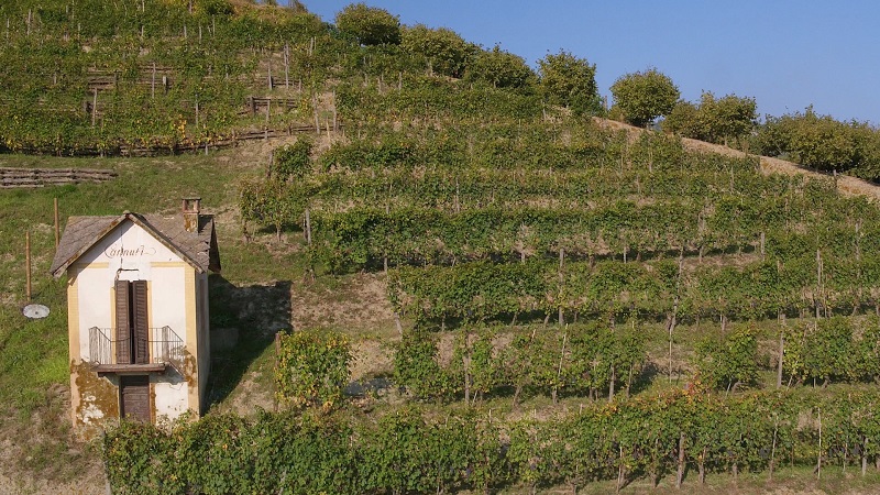Michele Chiarlo vineyard
