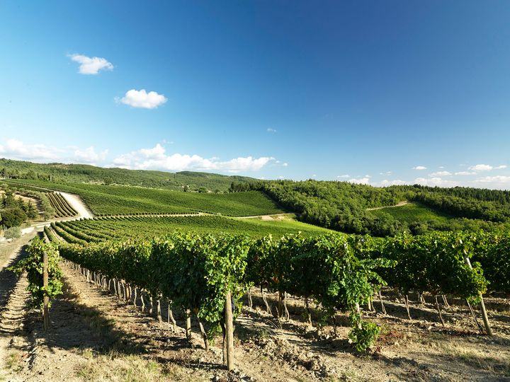 Ruffino vùng trồng rượu vang