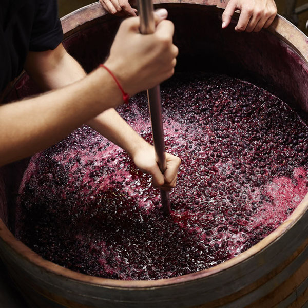 Khám phá quy trình sản xuất rượu vang đạt tiêu chuẩn
