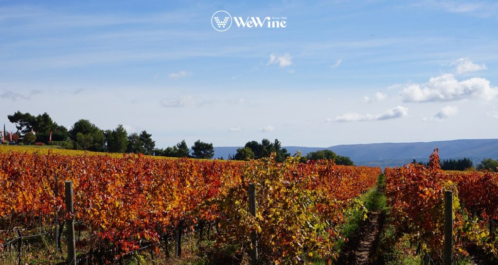 Vùng Champagne - nơi ra đời của rượu vang Pháp sủi bọt nổi tiếng nhất thế giới