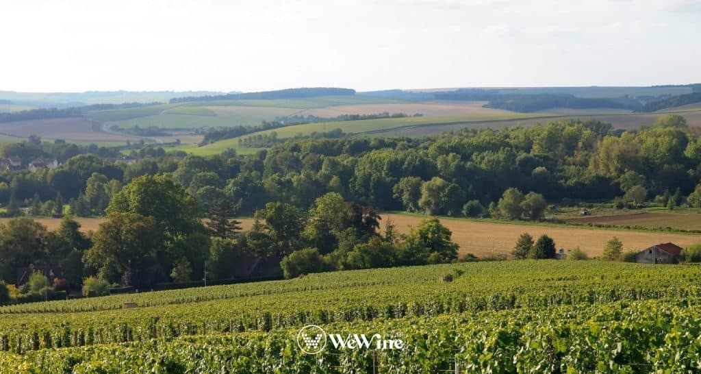 Chablis - vùng rượu vang Pháp thách thức thiên nhiên, nơi sương giá tôi luyện nho tạo nên độ chua và tươi mát đặc trưng