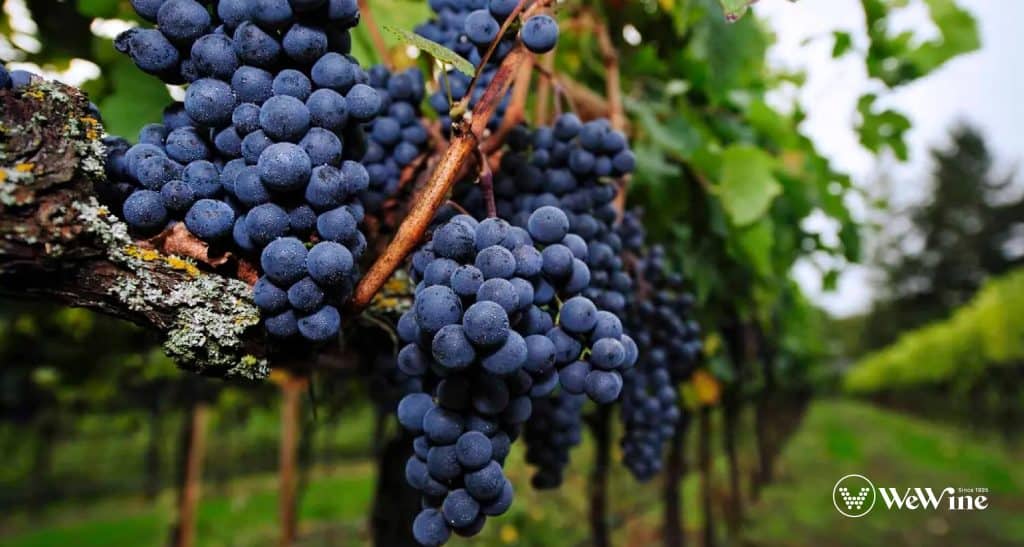 Nho Merlot - giống nho quý tộc của vùng rượu vang Pháp, tạo nên những chai rượu mượt mà và quyến rũ