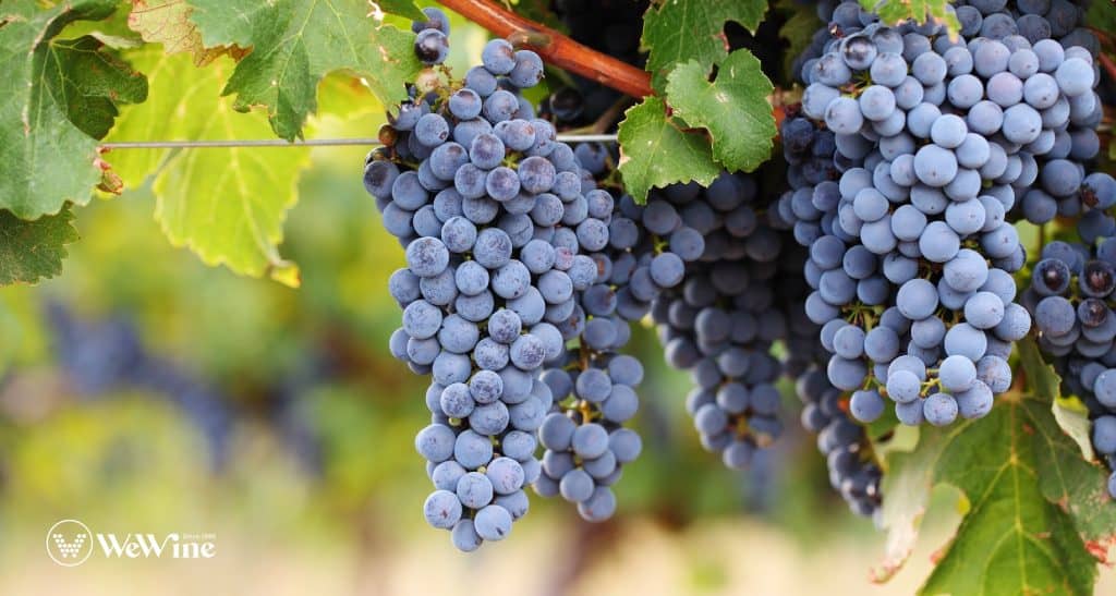 Nho Cabernet Sauvignon - vua của vùng rượu vang Pháp bờ Trái Bordeaux, tạo nên những chai rượu có cấu trúc mạnh mẽ và tiềm năng lão hóa lâu dài