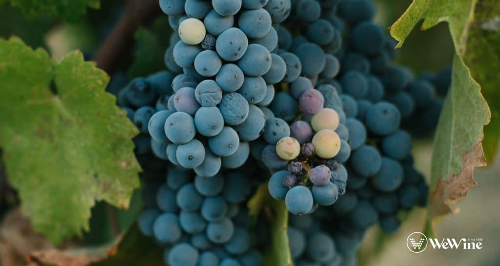 Nho Syrah - linh hồn bí ẩn của vùng rượu vang Pháp Rhône, mang trong mình huyền thoại từ thành phố Syracuse cổ đại