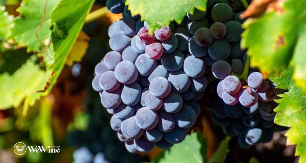 Nho Carignan truyền thống từ vùng rượu vang Pháp, mang đậm hương vị đặc trưng của vùng Languedoc-Roussillon.