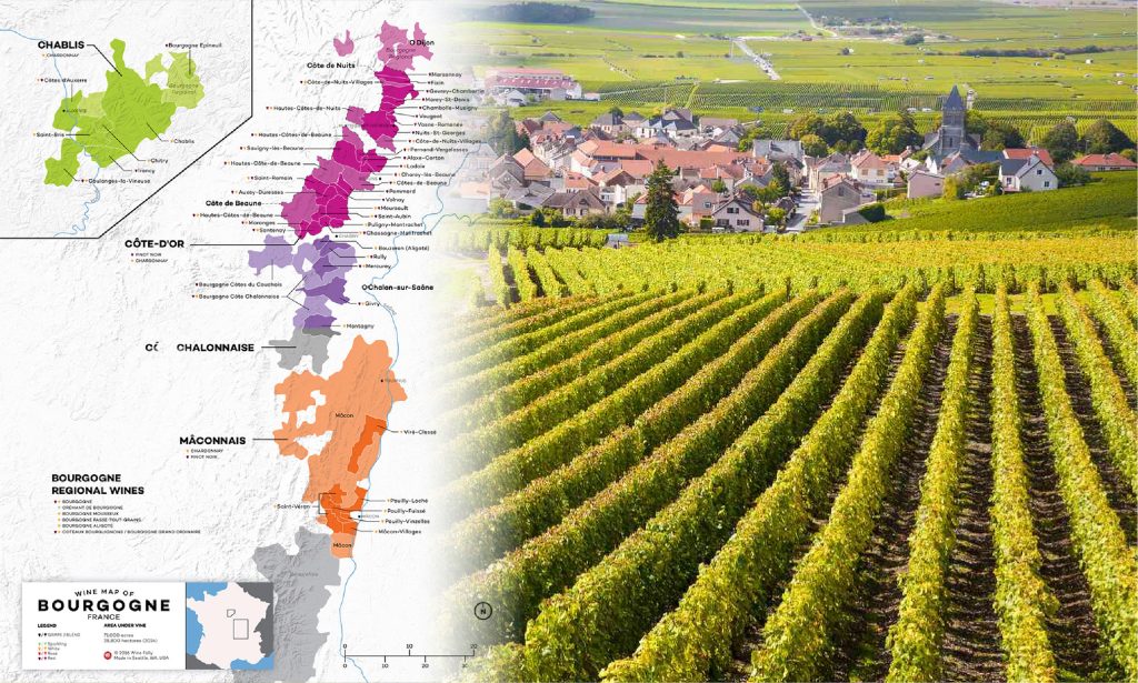 Vùng Bourgogne - tinh hoa của rượu vang Pháp với những cru đỉnh cao từ nho Pinot Noir và Chardonnay