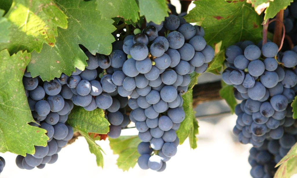 Sangiovese - 'máu của thần Jove', giống nho biểu tượng tạo nên danh tiếng rượu vang Ý với các dòng Chianti Classico và Brunello di Montalcino nổi tiếng thế giới.