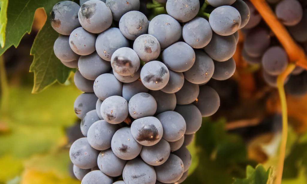 Barbera - giống nho phổ biến nhất Piedmont, tạo nên những chai rượu vang Ý dễ uống với độ acid tươi mát và giá trị tuyệt vời.